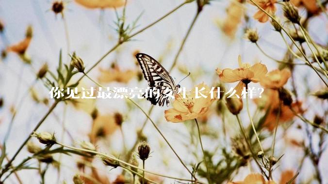 你见过最漂亮的女生长什么样？